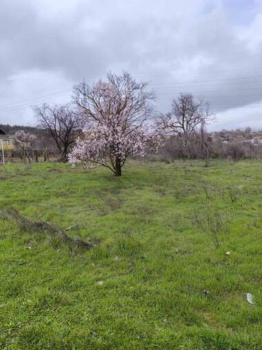 Satış - İnşaat arsası olarak Dobrogled,  Varna