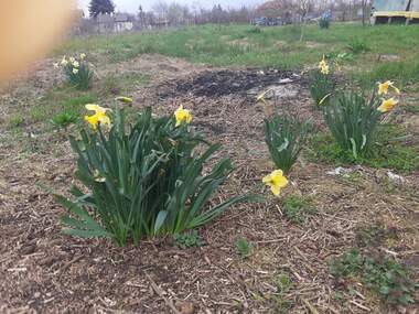 For sale - For Construction in Bezvoditsa,  Dobrich
