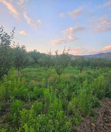 For sale - Agricultural land in jabokrat,  Kiustendil