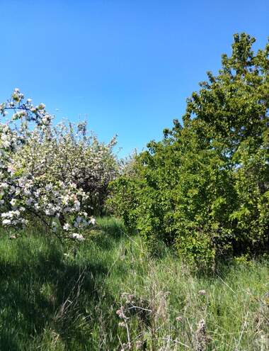 For sale - For Construction in Sapareva Bania,  Kiustendil