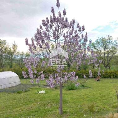 For sale - House in Stamboliyski,  Haskovo