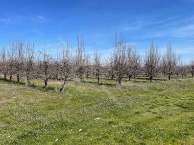 For sale - Orchard in Calapica,  Plovdiv