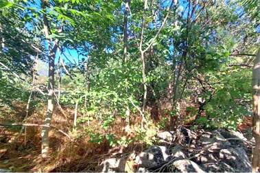 For sale - For Construction in Dobrina,  Varna
