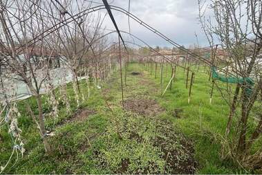 For sale - House in Ilia Blaskovo,  Shumen