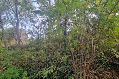 For sale - For Construction in Lozevo,  Shumen