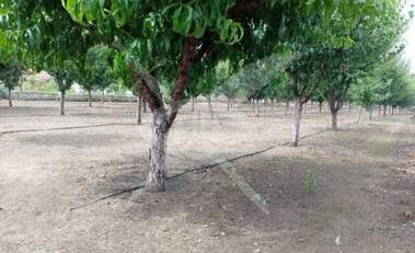 Verkauf - Obstgarten in Gradina,  Plowdiw