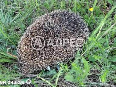 For sale - Agricultural land in Gorno Kamarci,  Sofia Oblast