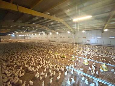 Продажба - Промишлено помещение в Борисово,  Русе