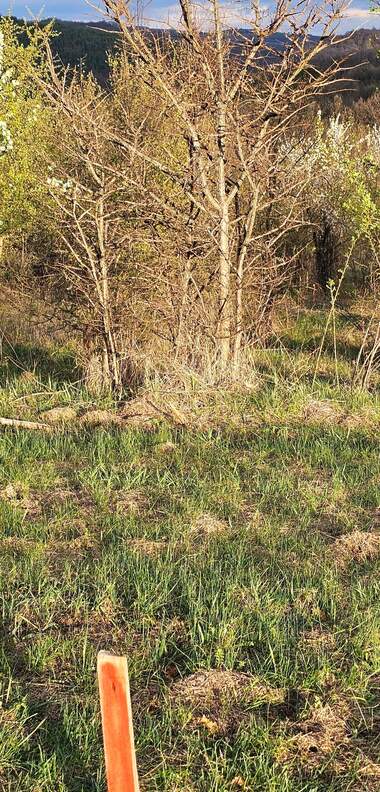 For sale - For Construction in Ravnovo,  Veliko Tyrnovo