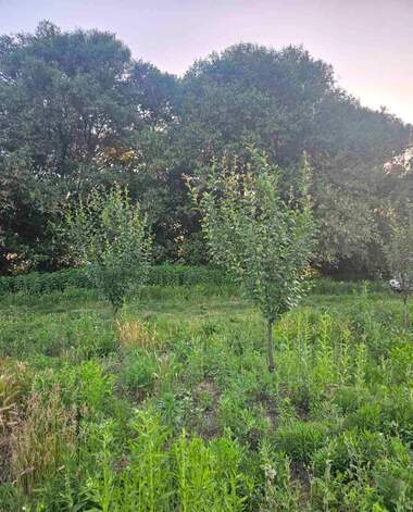For sale - Agricultural land in jabokrat,  Kiustendil