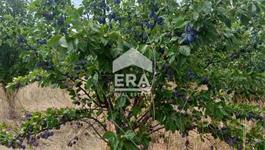 Vânzare - Teren agricol în Kovace,  Stara Zagora