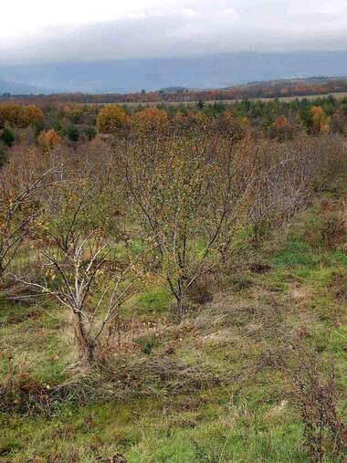 For sale - Agricultural land in Mazarachevo,  Kiustendil
