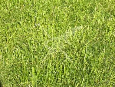 For sale - Agricultural land in Calapica,  Plovdiv