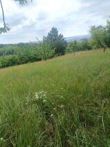 Satış - Asmalıklar olarak Promişlena zona - Sever,  Razgrad