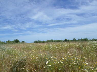 For sale - Agricultural land in Pomorie,  Burgas