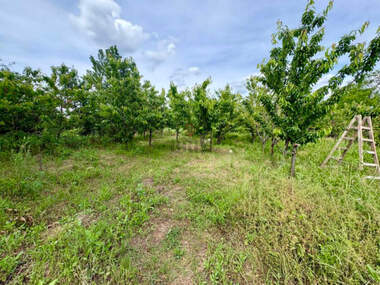 For sale - Orchard in Rusofili,  Ruse