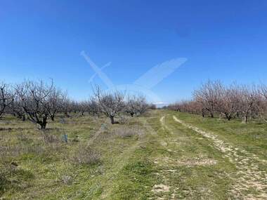 For sale - Orchard in Calapica,  Plovdiv