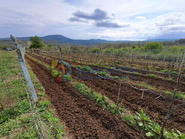 For sale - Vineyards in Carevo,  Burgas