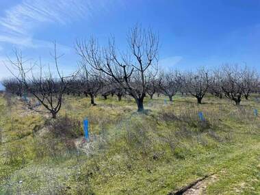 For sale - Orchard in Calapica,  Plovdiv